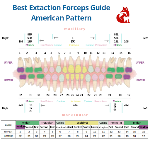 Best Forcep 3rd Molar Wisdom Upper | Lower
