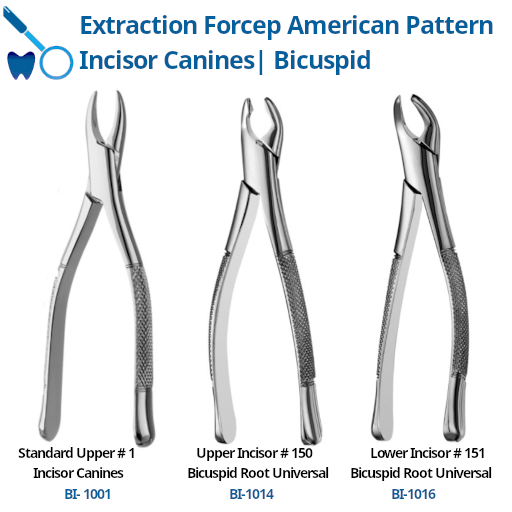 Best Forcep Incisor Canines Bicuspid