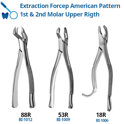 Best Forcep 1st & 2nd Molar Upper Right